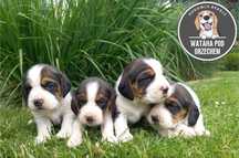 Beagle tricolor szczenię