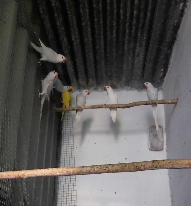 Vendo RingNecks Sexados
