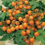 Pomidory koktajlowe pomarańczowe - rozsady Flora Szczecin