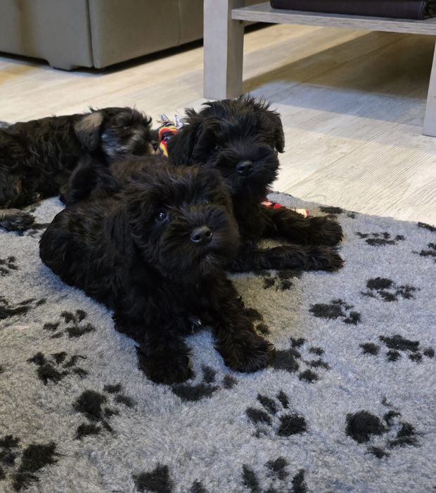 Sznaucer Miniaturowy