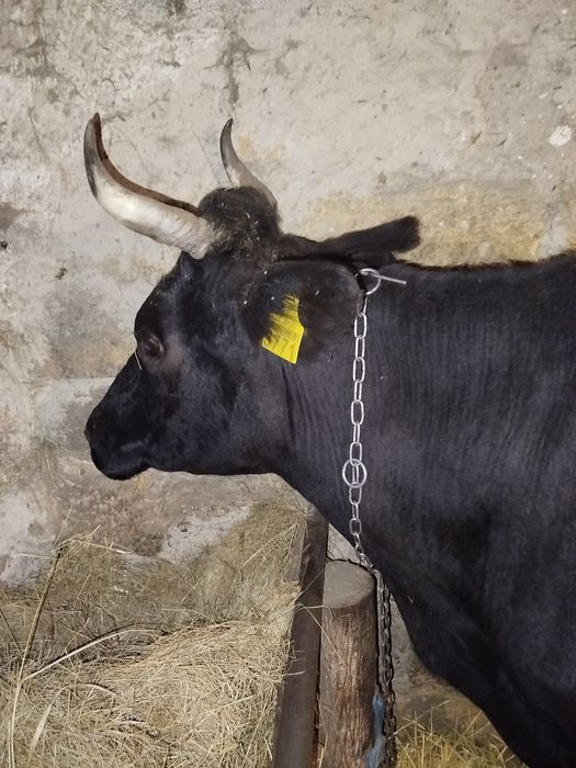 Продам корову. Тільна з п'ятим тельом.