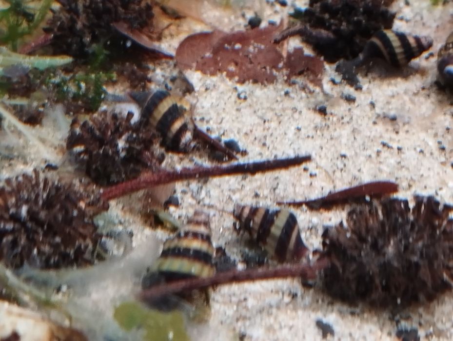 Ślimaki Helenka, Helenki.