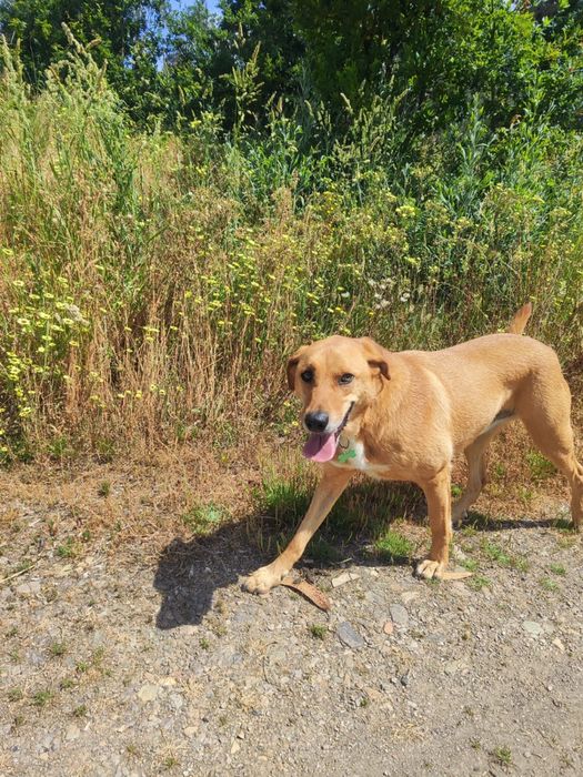 Amigo leal para partilhar os teus passeios