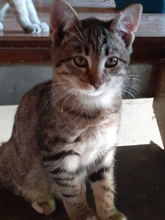 Gatos bebés para adoção