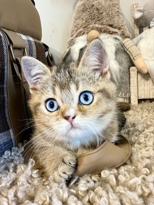 Przepiękna niebieskooka koteczka brytyjska