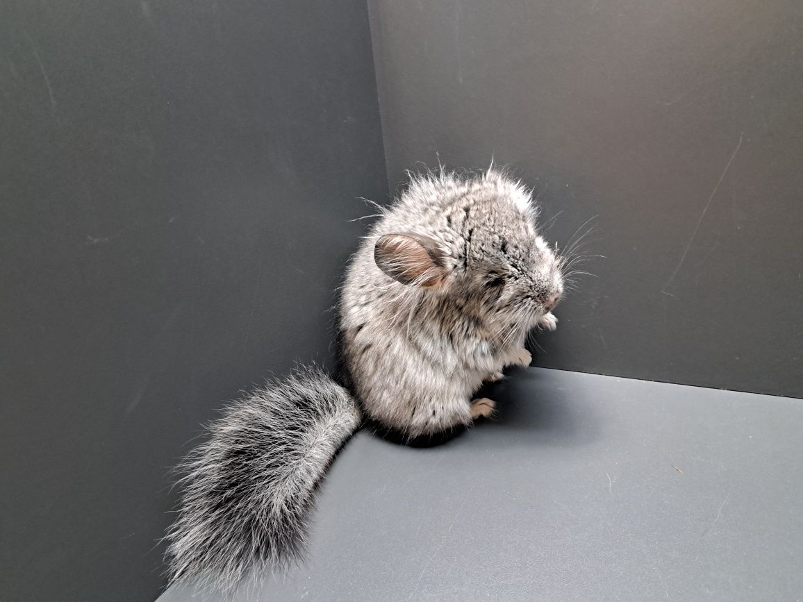 Szynszyle szynszyla szynszyl ANGORA
