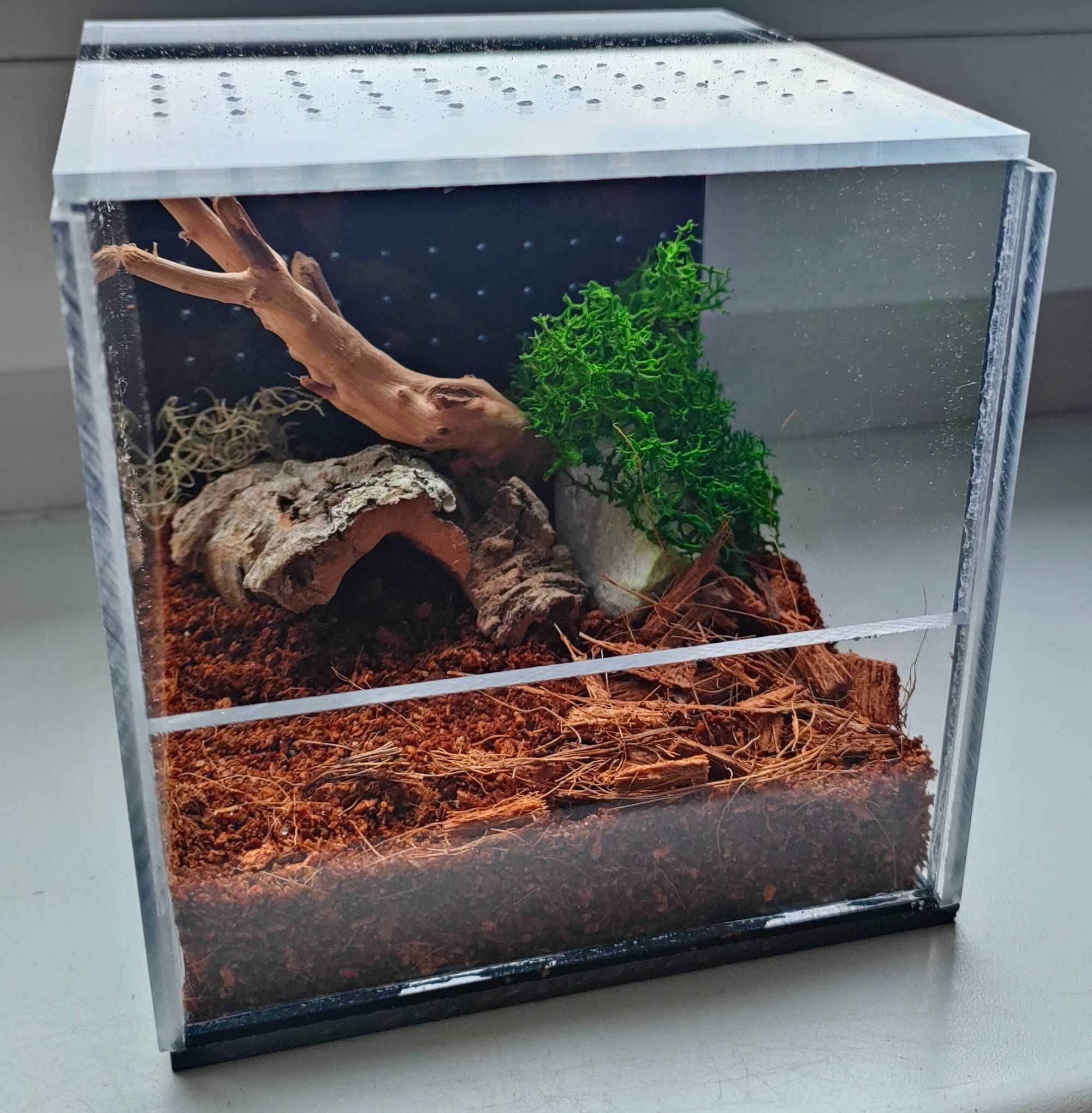 Terrarium dla pająków, świerszczy, patyczaków itp. ZESTAW startowy