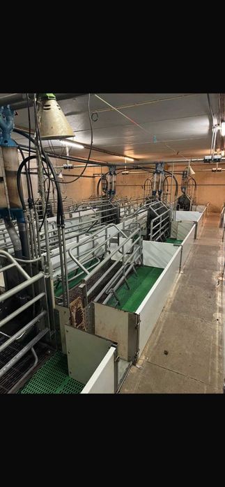 Обладнання для свинарства