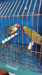 Cedo goldes e babetes