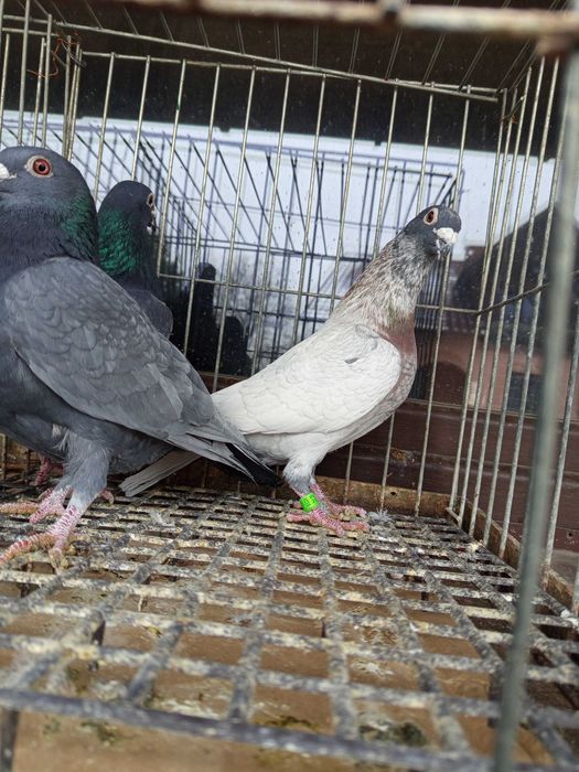 Gołębie andaluzy