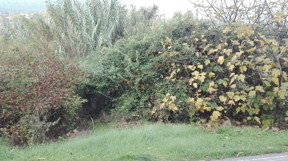 Limpeza de terrenos / lavouras /Corte, Poda e Abate de Árvores.