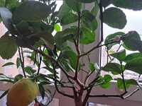 Лимонне дерево "Каррубаро" з плодами