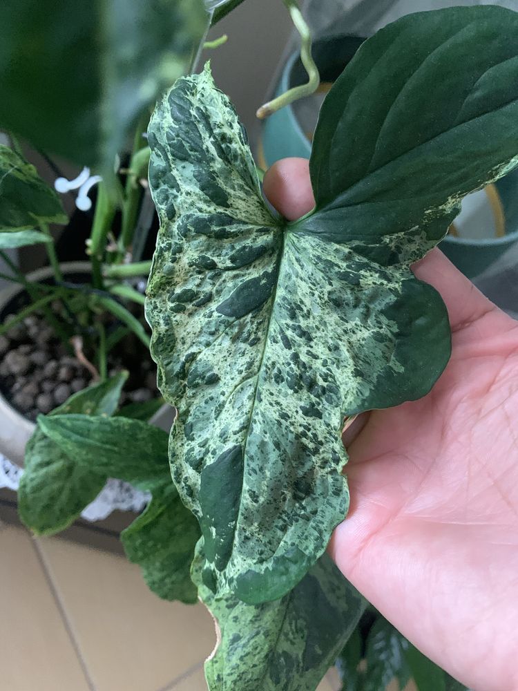 Sygnonium  szczepka - moijto i red spot
