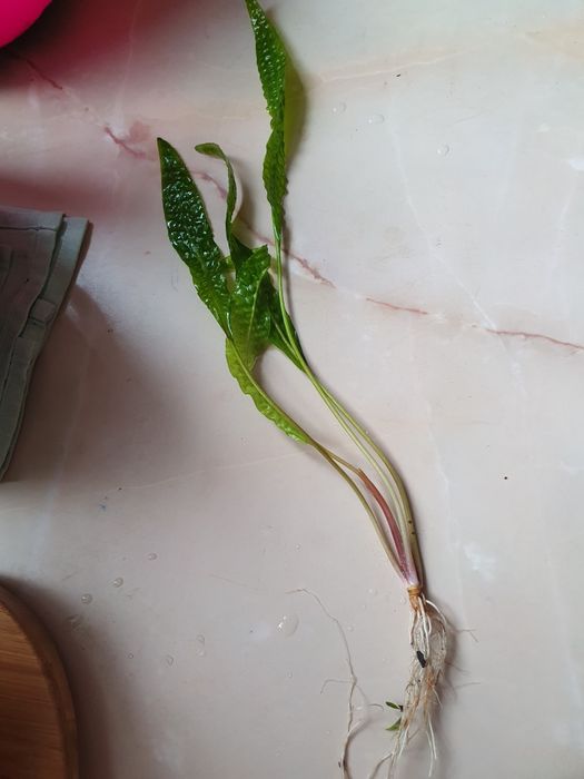 Roślinka do akwarium