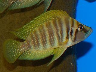 altolamprologus calvus yellow tanganika