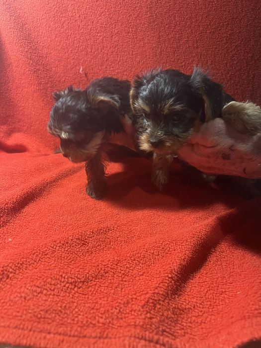 Йоркширский терьер