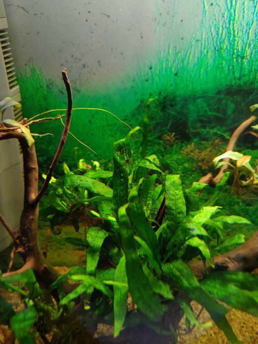 Microsorium roślina do akwarium