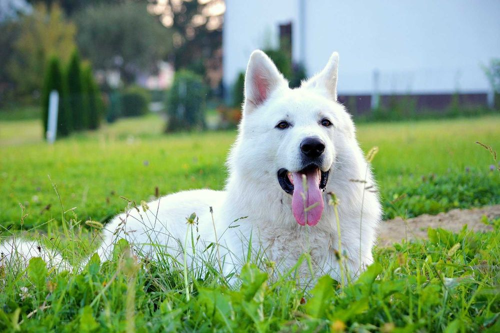 Pastor Suiço - excelente qualidade