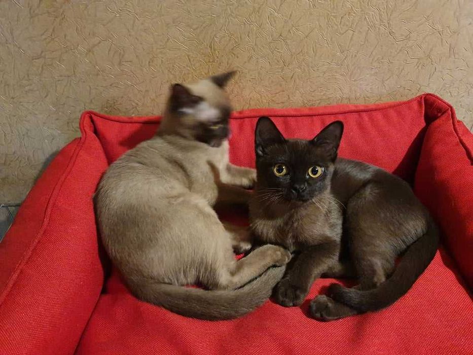 Коты бурмы американской!