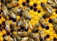 Бджолосімї на рамку Дадан бджоли продам бджолині сімї