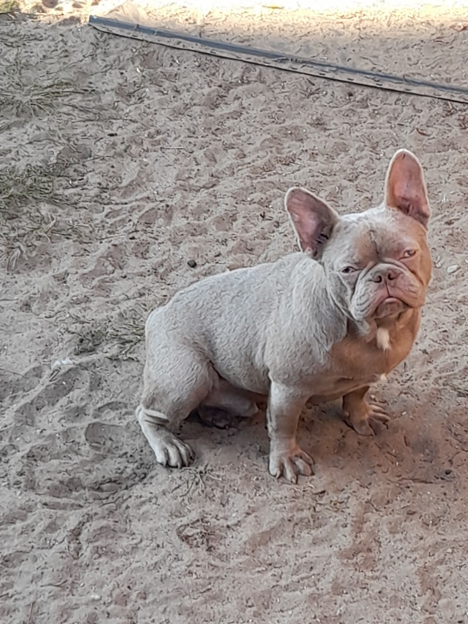 Buldog francuski isabella
