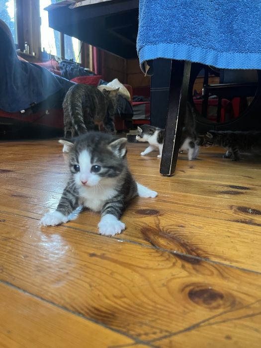 Mam do wydania cztery kociaki urodziły się 28 września .Drugi miot