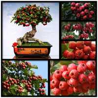 Семена бонсай растений боярышника домашнего hawthorn tree seeds bonsai