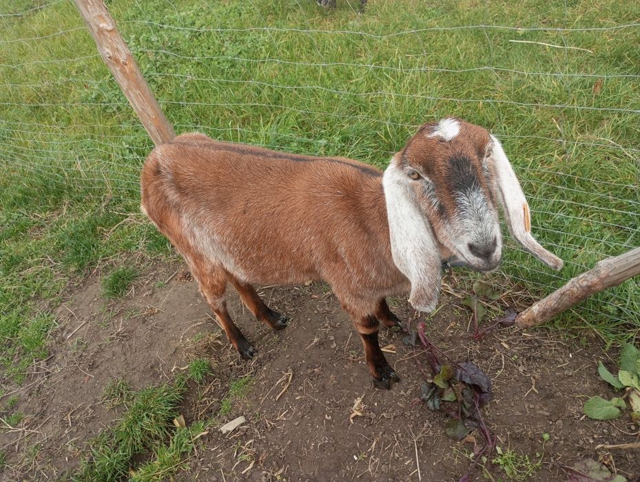 Sprzedam kozę anglonubijską