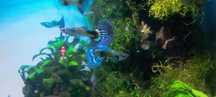Guppys blue galaxy 5€ casal