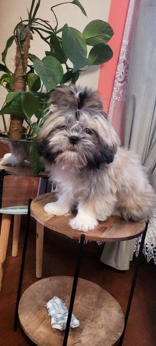Suczka Shih tzu .