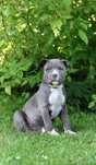 American Amstaff Staffordshire Terrier