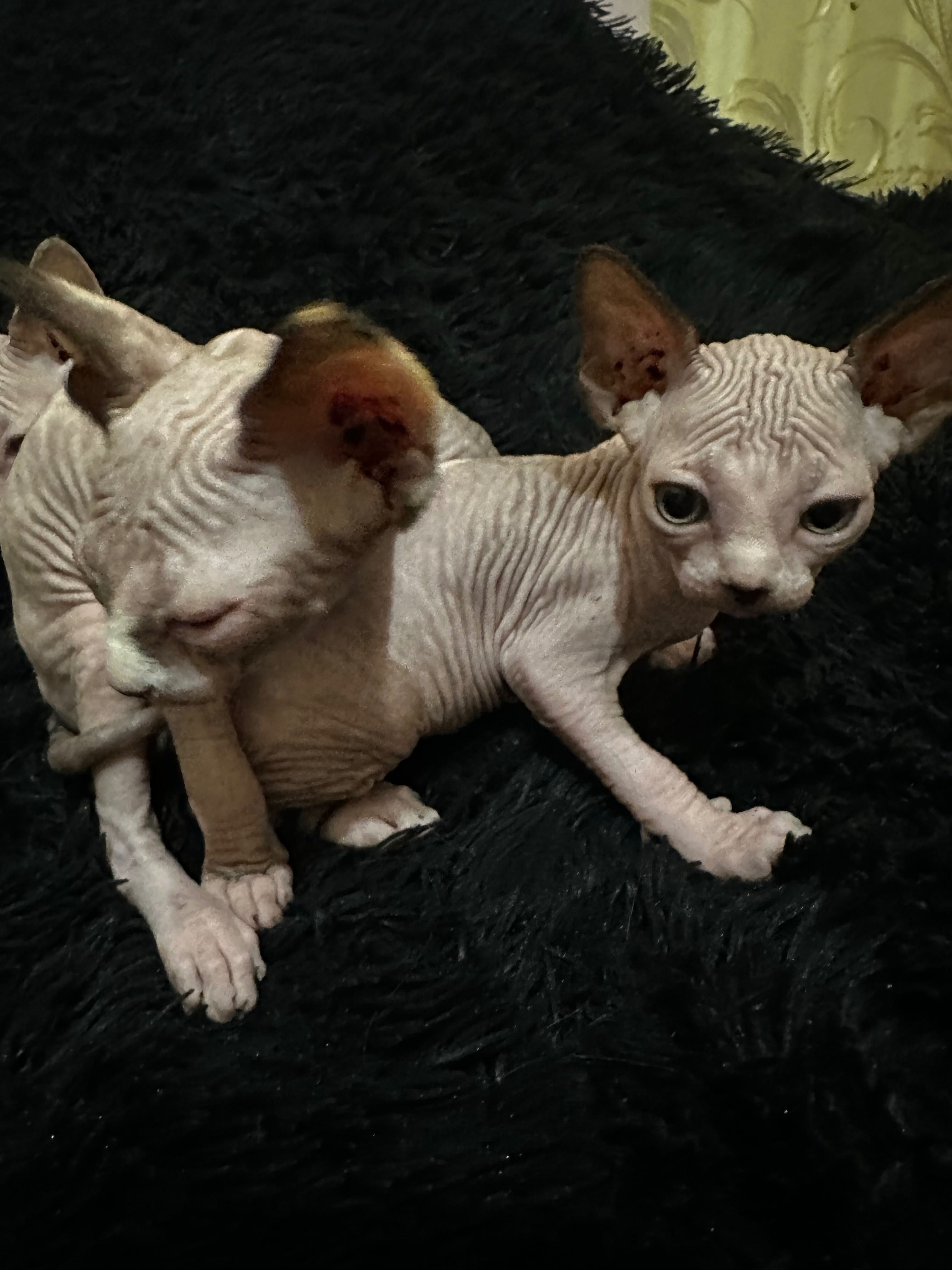 Чудові котята сфінкси