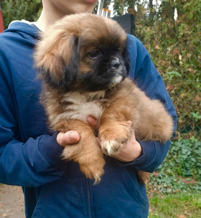 Brązowa suczka Shih Tzu