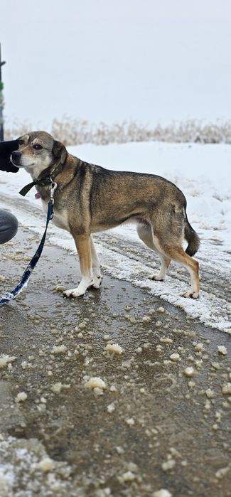 Notti wrażliwa sunia
