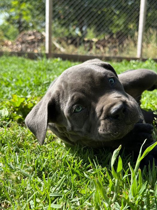 Cane corso blus de olho azul