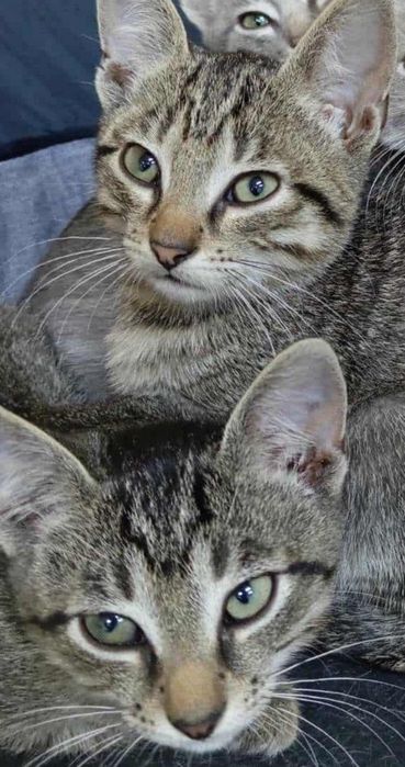 Кутусики кошенята котики безкоштовно в добрі ручки