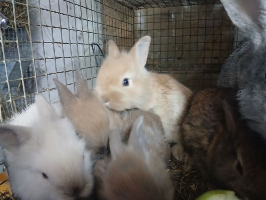 Sprzedam kroliki miniatury