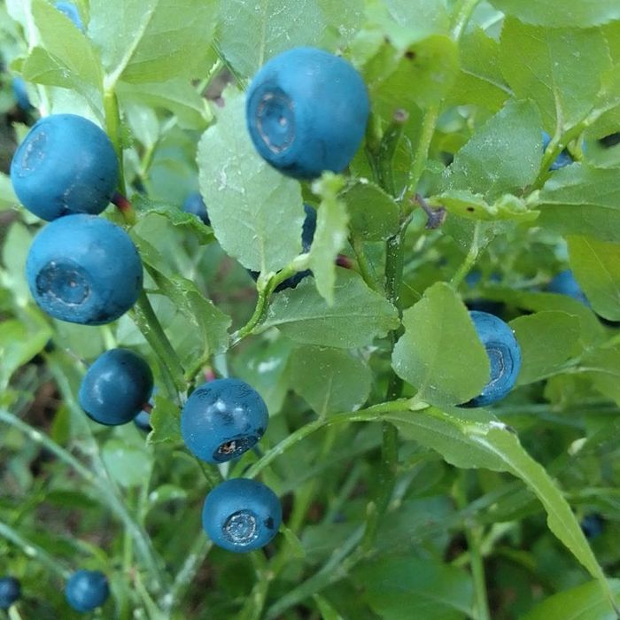 Чорниця карпатська -варення та свіжа з цукром