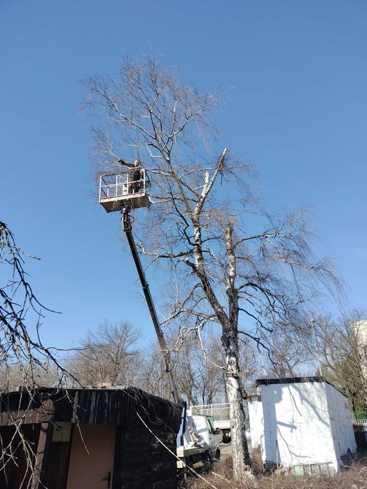 Wycinka drzew, wysokościowa wycinka drzew, wywóz masy zielonej
