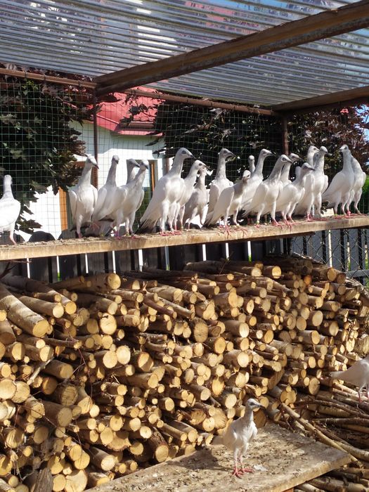 Gołębie srebrniaki