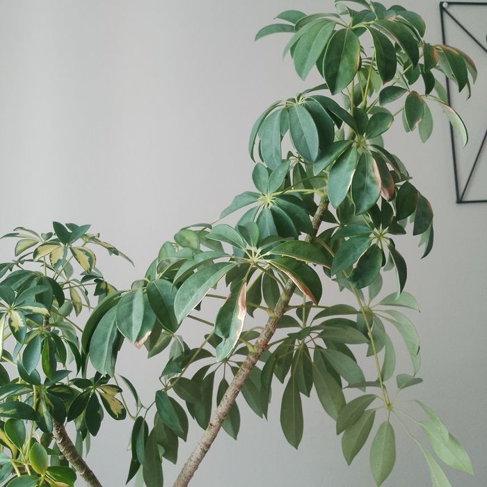 Kwiat szeflera 110 cm