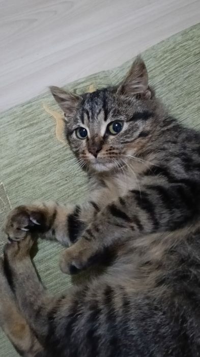 Oddam kotka w dobre ręce