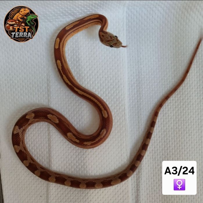 Węże zbożowe/mahoniowe/smugowe