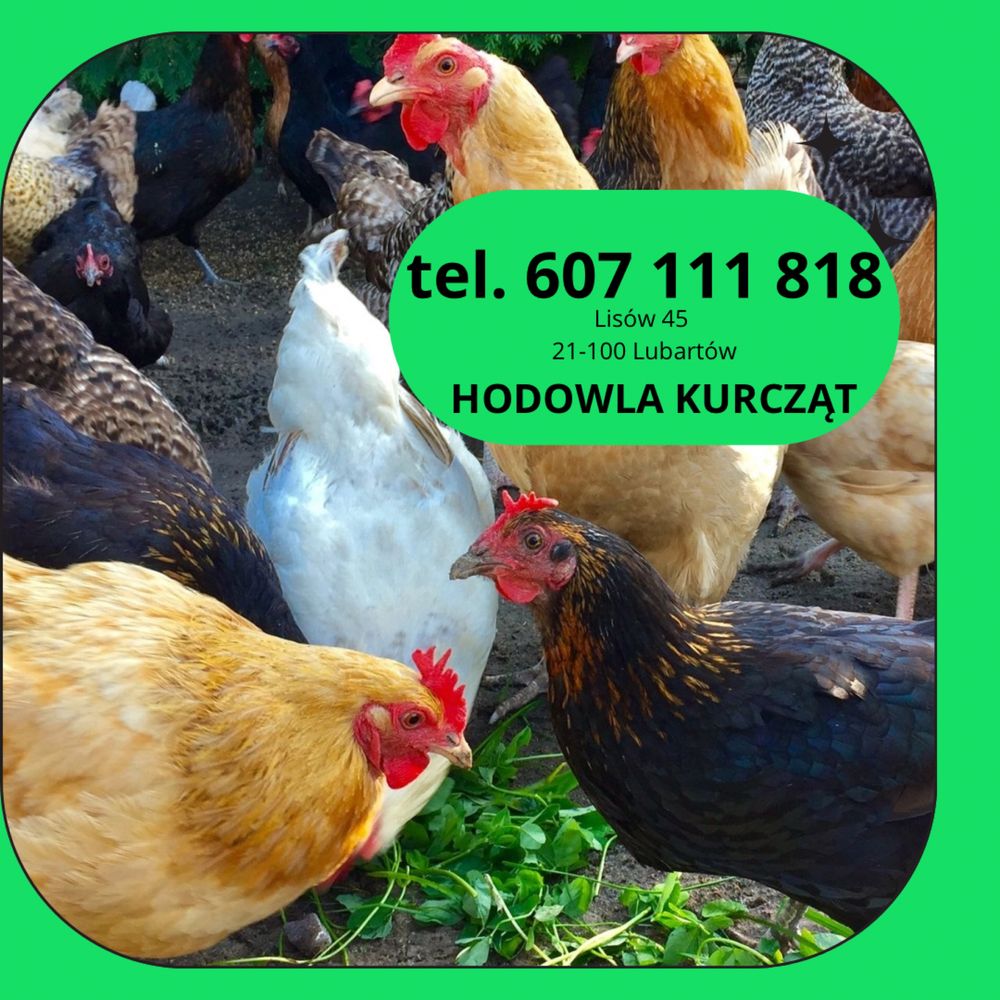 Kurczęta odchowane kurki kurczaki kury