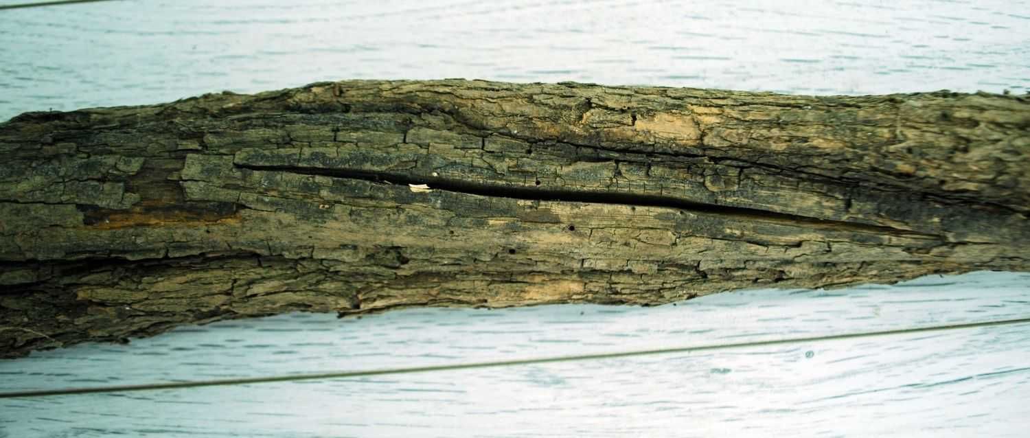 Drewno Pień Lilak pospolity 63cm 2,4kg