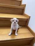 Chihuahua ostatni piesek juz do odbioru