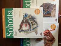 sobotta atlasy mianownictwo lacinskie