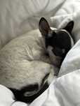 Piekny Maniek Chihuahua