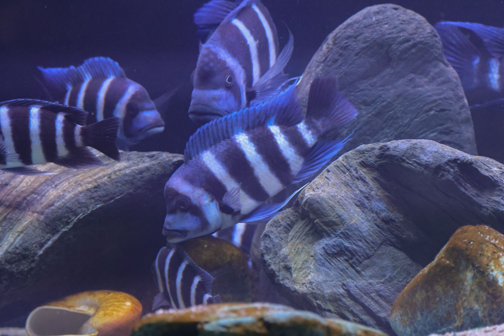 Cyphotilapia gibberosa blue zaire