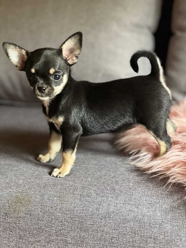 Chihuahua suczka